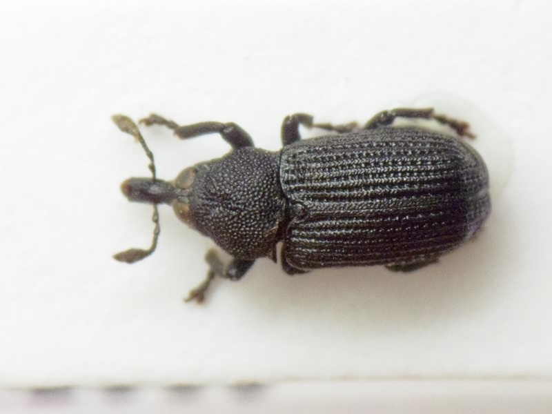 Magdalis (Laemosaccidius) exarata H. Brisout de Barneville, 1862